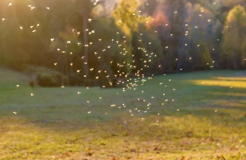 21 Ways to Keep Mosquitoes Away While Camping